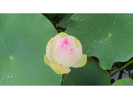 연꽃4_0.jpg 이미지